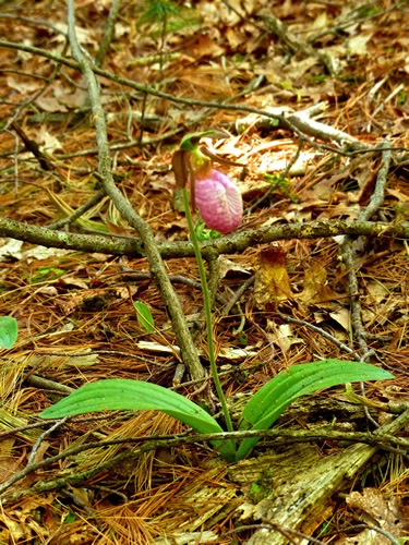 Pink Lady's Slipper Orchid