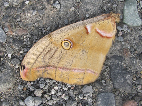 Polyphemus Moth (Wing Only)