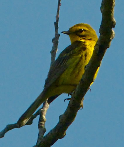 Prairie Warbler