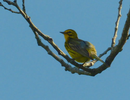 Prairie Warbler