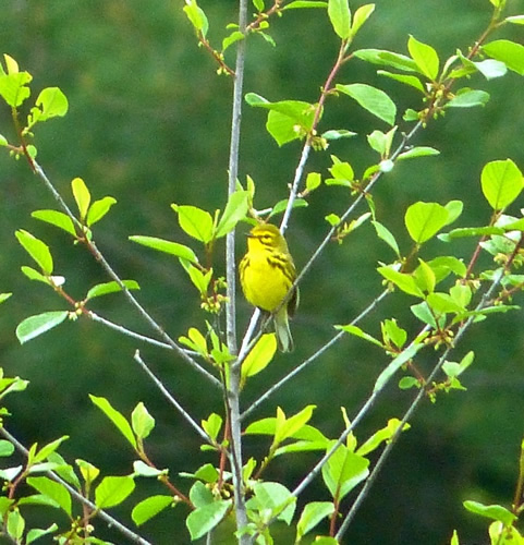 Prairie Warbler