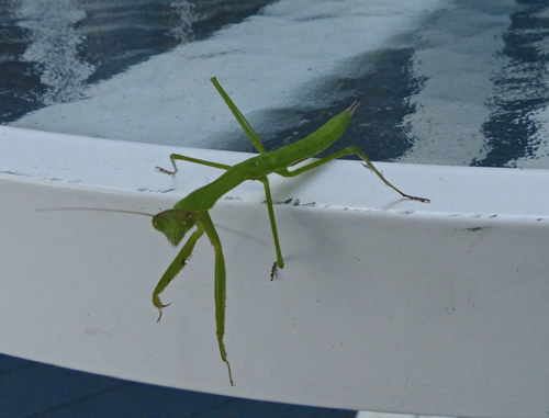 Praying Mantis