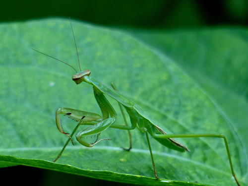 Praying Mantis