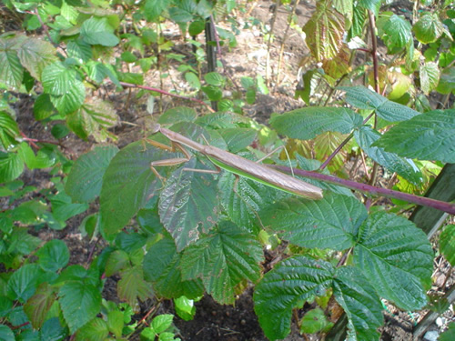 Praying Mantis