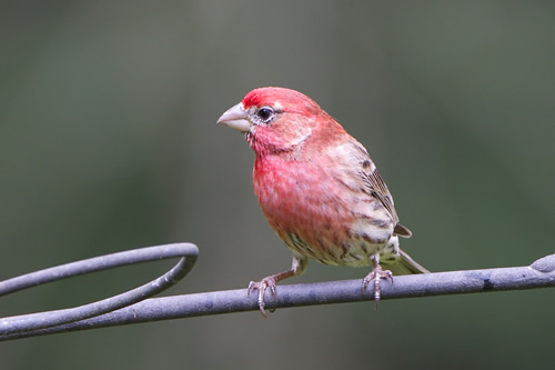 Purple Finch