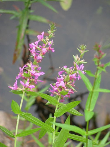 Purple Loosestrife