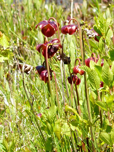 Purple Pitcherplant