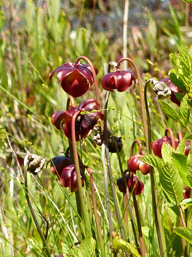 Purple Pitcherplant