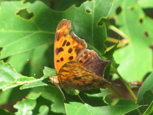 Question Mark Butterfly