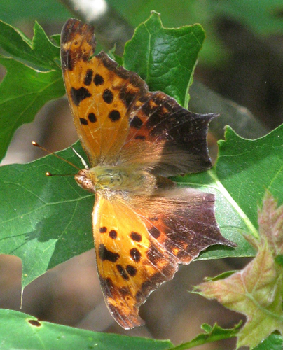 Question Mark Butterfly