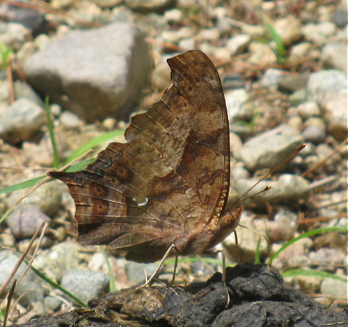 Question Mark Butterfly