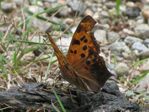 Question Mark Butterfly