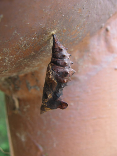 Question Mark Butterfly Chrysalis