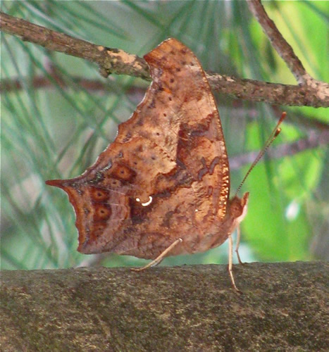 Question Mark Butterfly