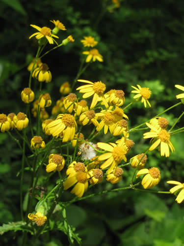 Golden Ragwort