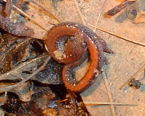 Red-Backed Salamander