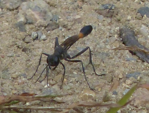 Red-Banded Sand Wasp