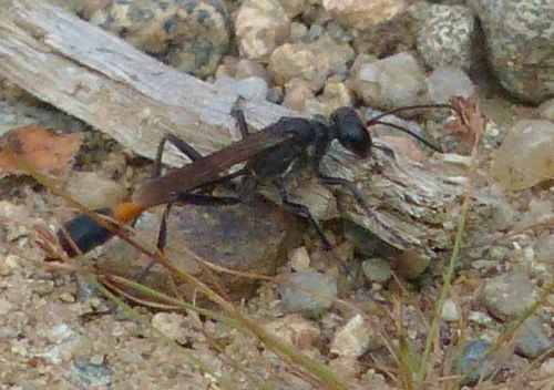 Red-Banded Sand Wasp