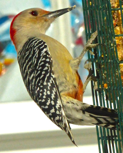 Red-Bellied Woodpecker