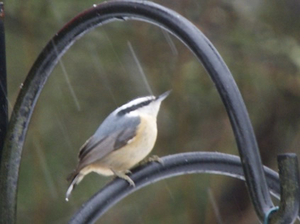 Red-Breasted Nuthatch