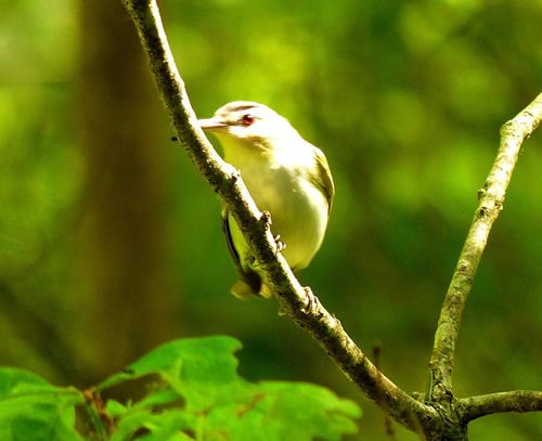 Red-Eyed Vireo