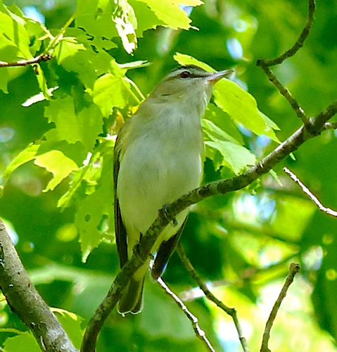 Red-Eyed Vireo