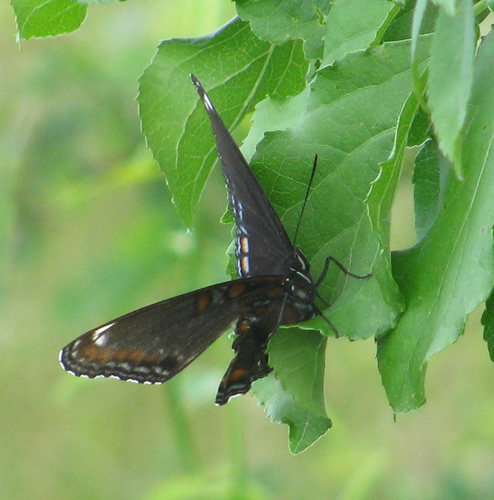 Red-Spotted Purple Admiral Butterfly