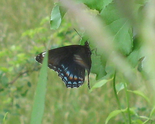 Red-Spotted Purple Admiral Butterfly