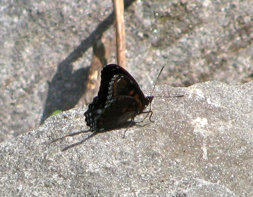 Red-Spotted Purple Admiral Butterfly