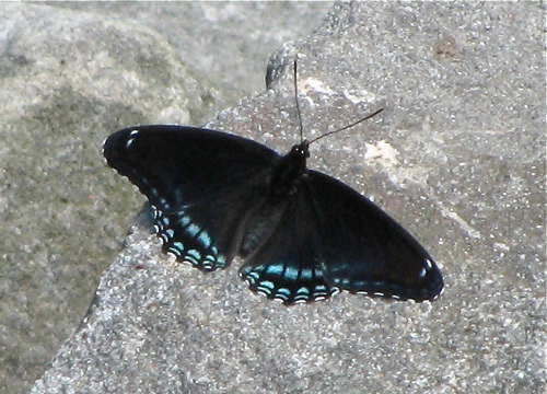 Red-Spotted Purple Admiral Butterfly