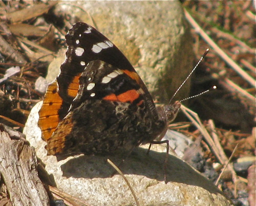 Red Admiral Butterfly