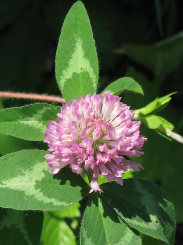 Red Clover