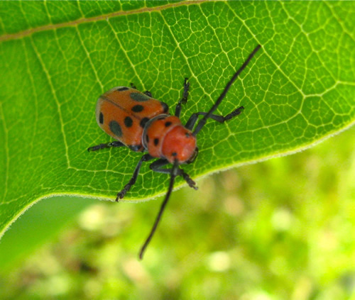 Red Milkweed Beetle