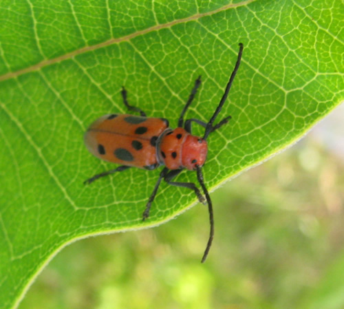 Red Milkweed Beetle