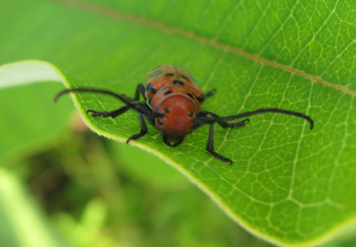 Red Milkweed Beetle