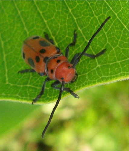 Red Milkweed Beetle