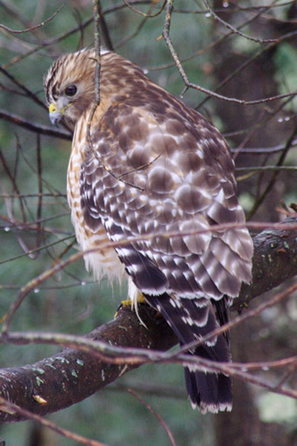 Red-Shouldered Hawk