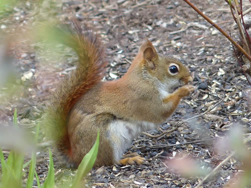 Red Squirrel