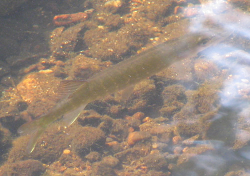 Redfin Pickerel