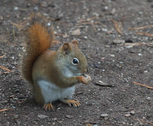 Red Squirrel