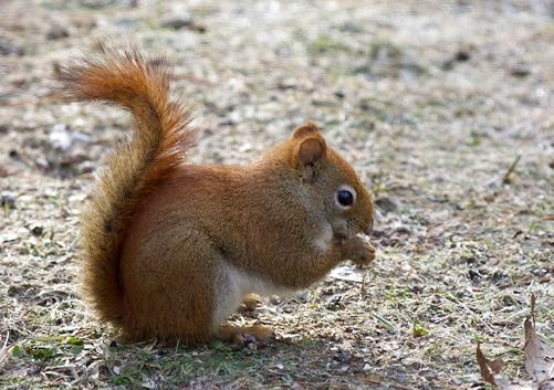 American Red Squirrel