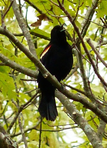 Redwing Blackbird