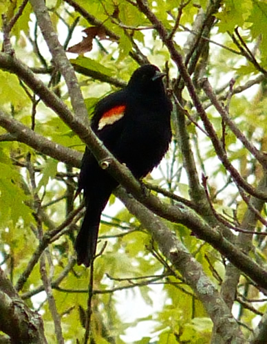 Redwing Blackbird