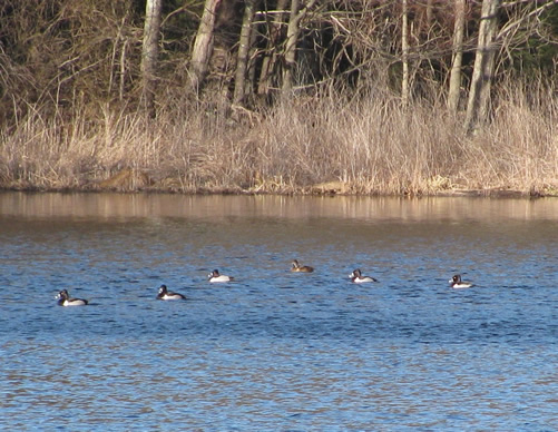 Ring-Necked Duck