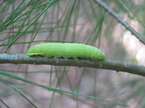 Roland's Sallow Moth (Caterpillar)