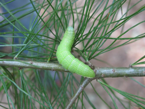 Roland's Sallow Moth (Caterpillar)