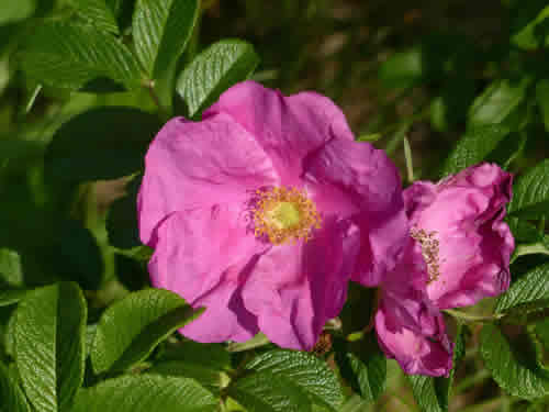 Rugosa Rose