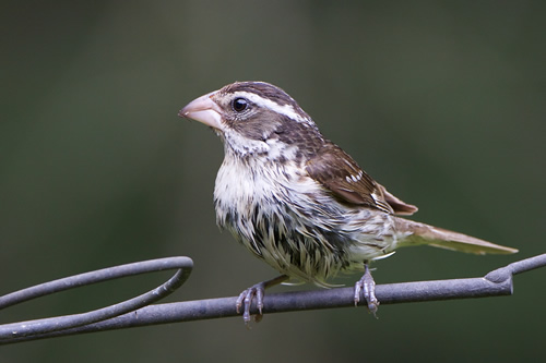 Rose-Breasted Grosbeak