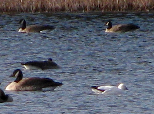 Ross's Goose