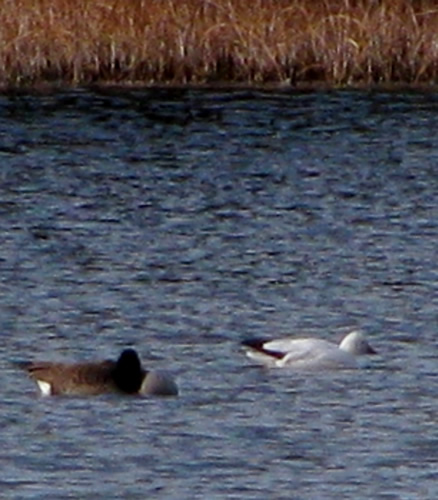 Ross's Goose